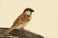Passer domesticus